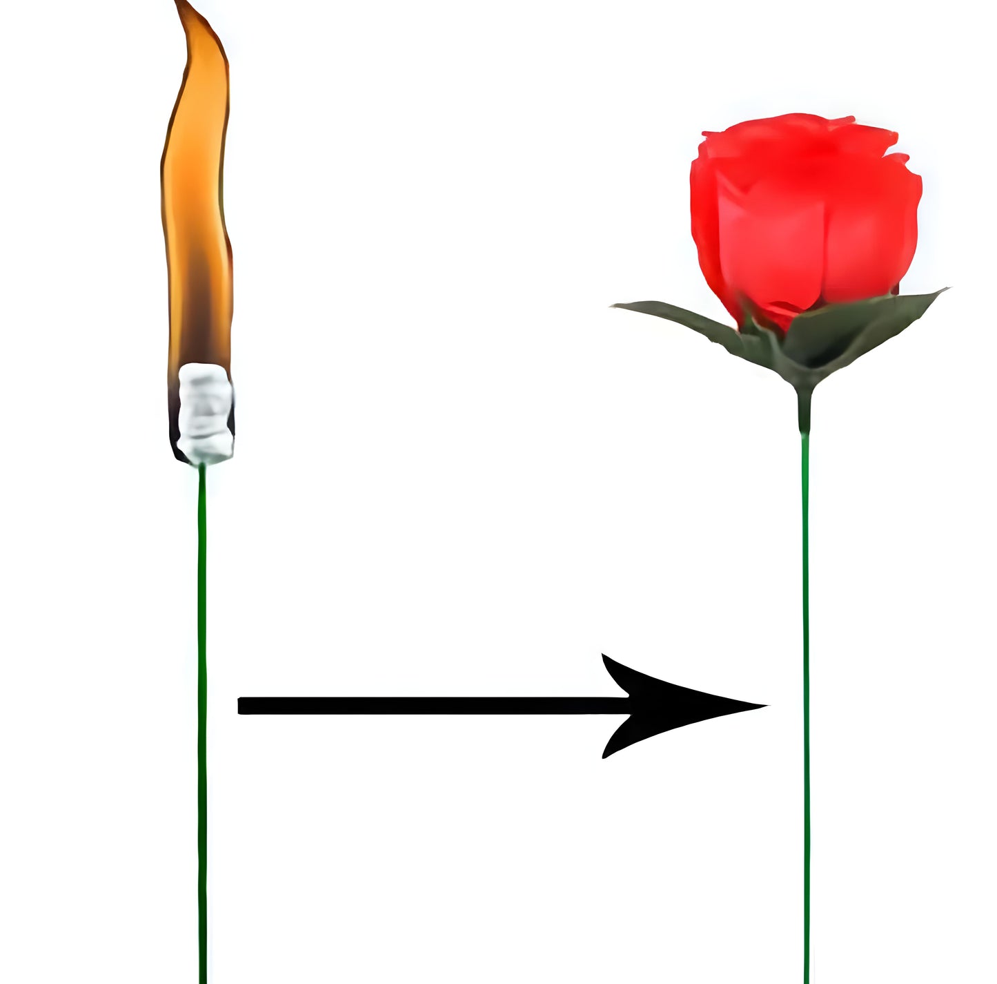Torch to Rose Magic Trick